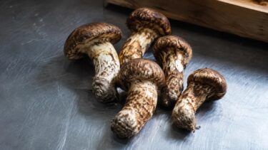 厨房の作業台に並べた、傘がまだ締まっている下ごしらえ前の松茸
